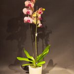 PEMBE/SARI ORKİDE